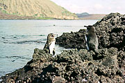 Picture 'Eq1_03_16 Galapagos Penguin, Penguin, Galapagos, Bartolome'